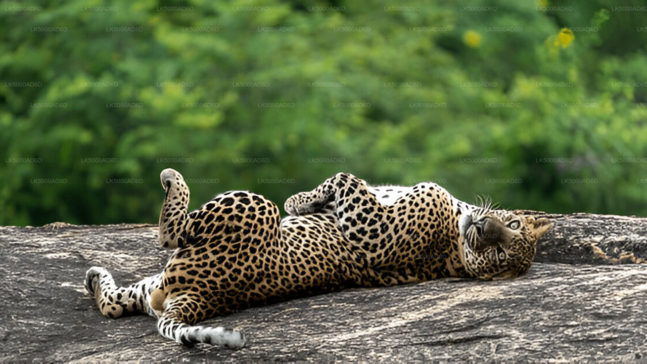 Private Tour von Galle nach Ella mit Yala-Safari