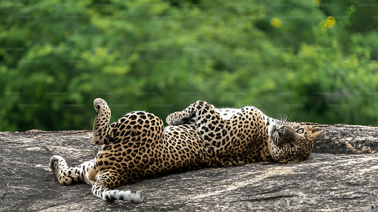 Private Tour von Galle nach Ella mit Yala-Safari