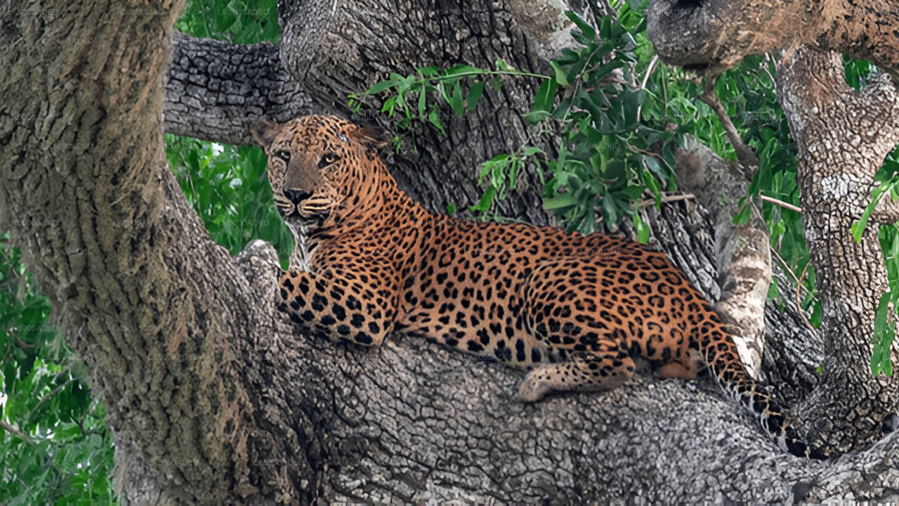 Private Tour von Galle nach Ella mit Yala-Safari