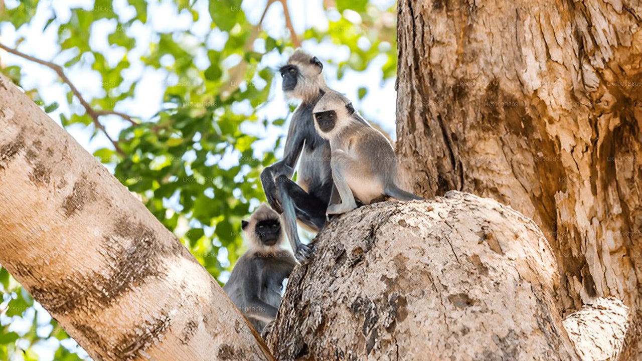 Private Tour von Ella nach Unawatuna mit Udawalawe Safari