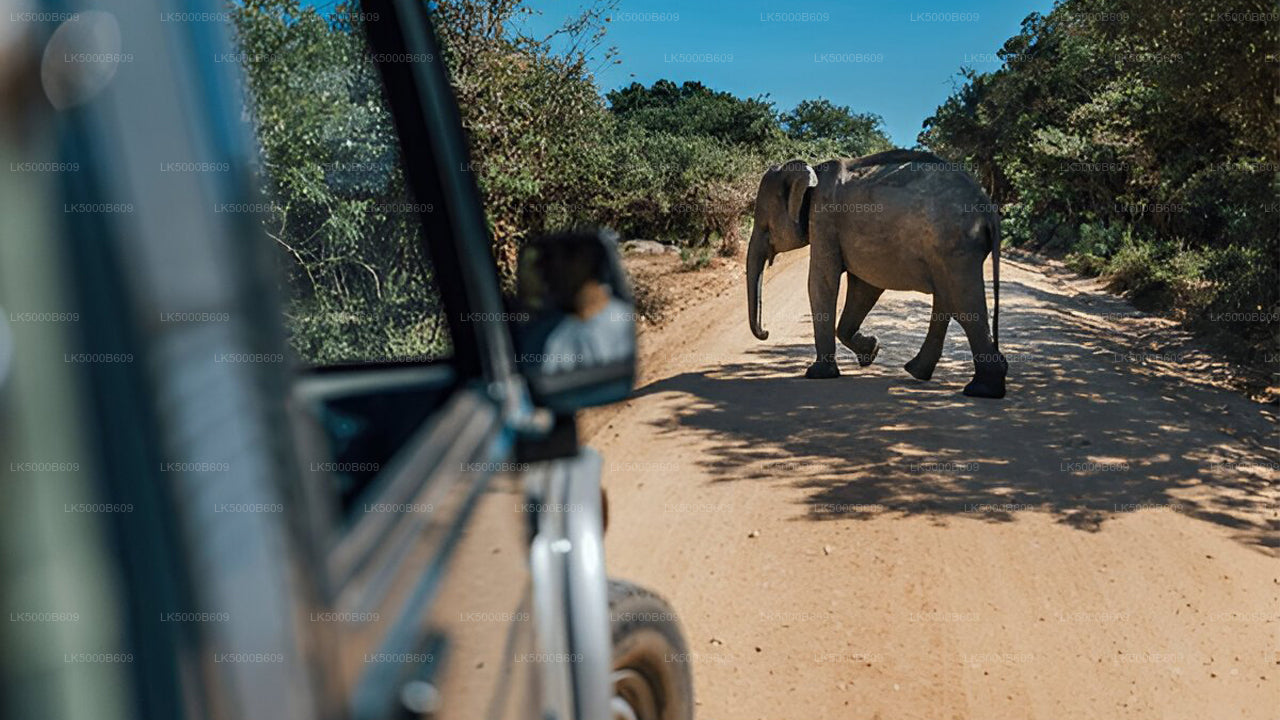 Private Tour von Ella nach Unawatuna mit Udawalawe Safari