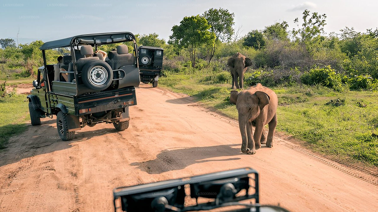 Private Tour von Ella nach Unawatuna mit Udawalawe Safari
