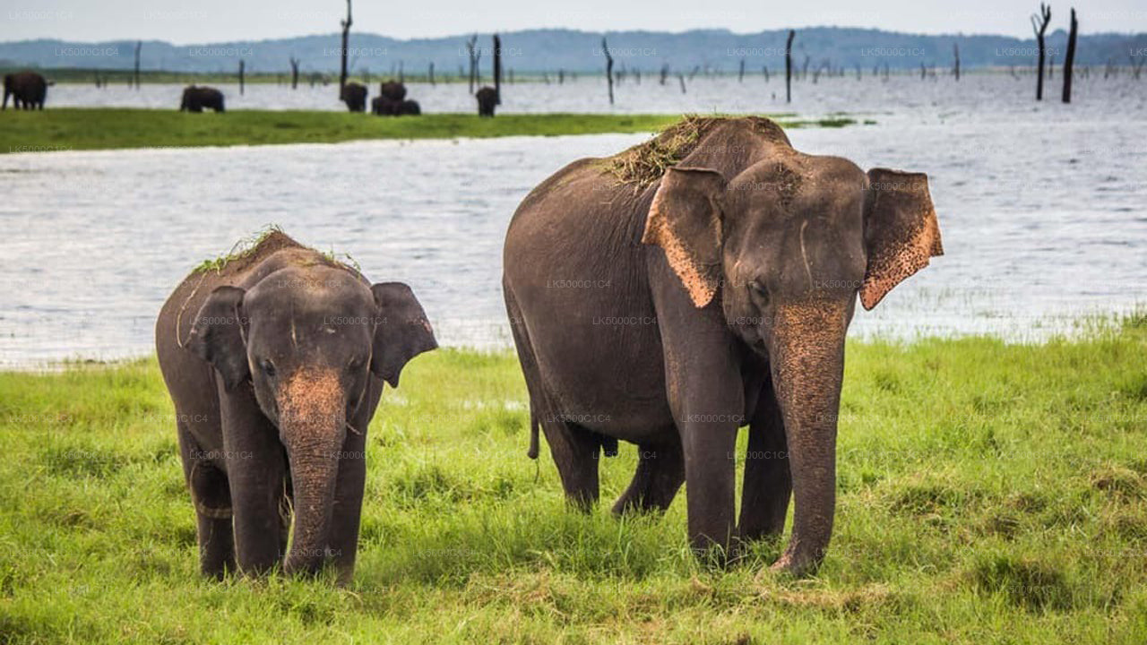 Private Tour von Ella nach Hiriketiya mit Udawalawe-Safari