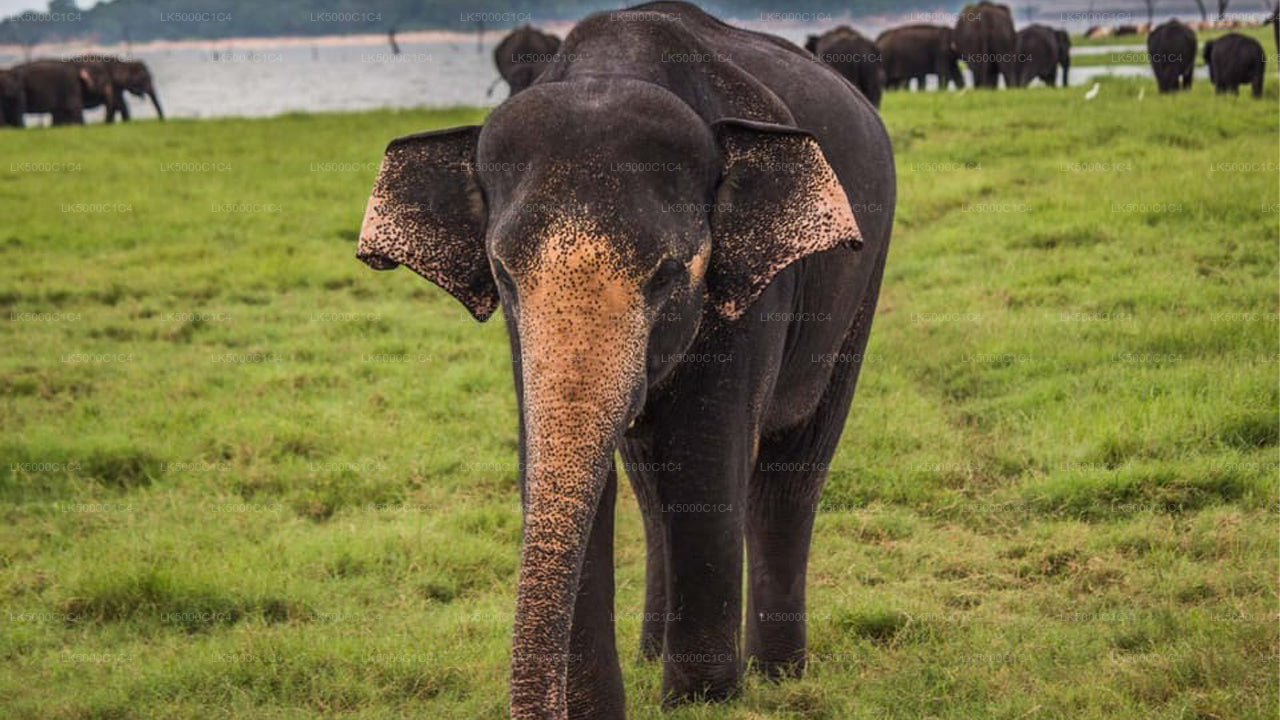 Private Tour von Ella nach Hiriketiya mit Udawalawe-Safari