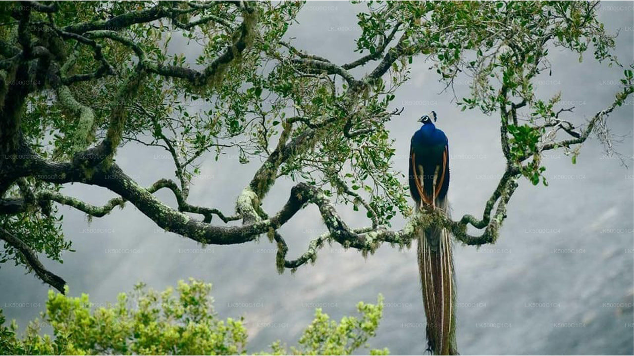 Private Tour von Ella nach Hiriketiya mit Udawalawe-Safari