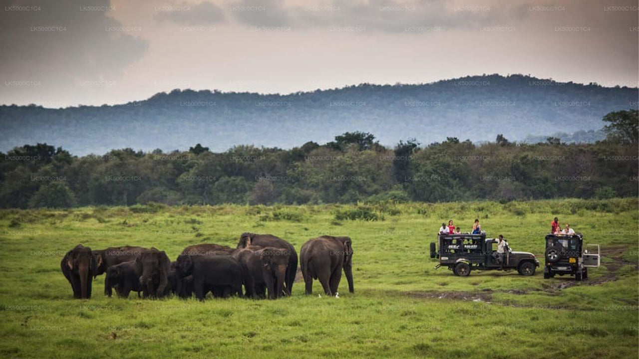 Private Tour von Ella nach Hiriketiya mit Udawalawe-Safari