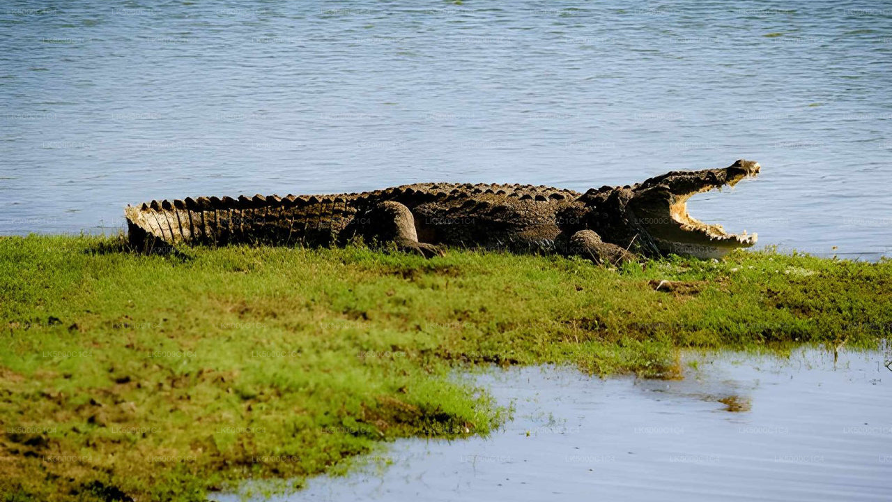 Private Tour von Ella nach Hiriketiya mit Udawalawe Safari