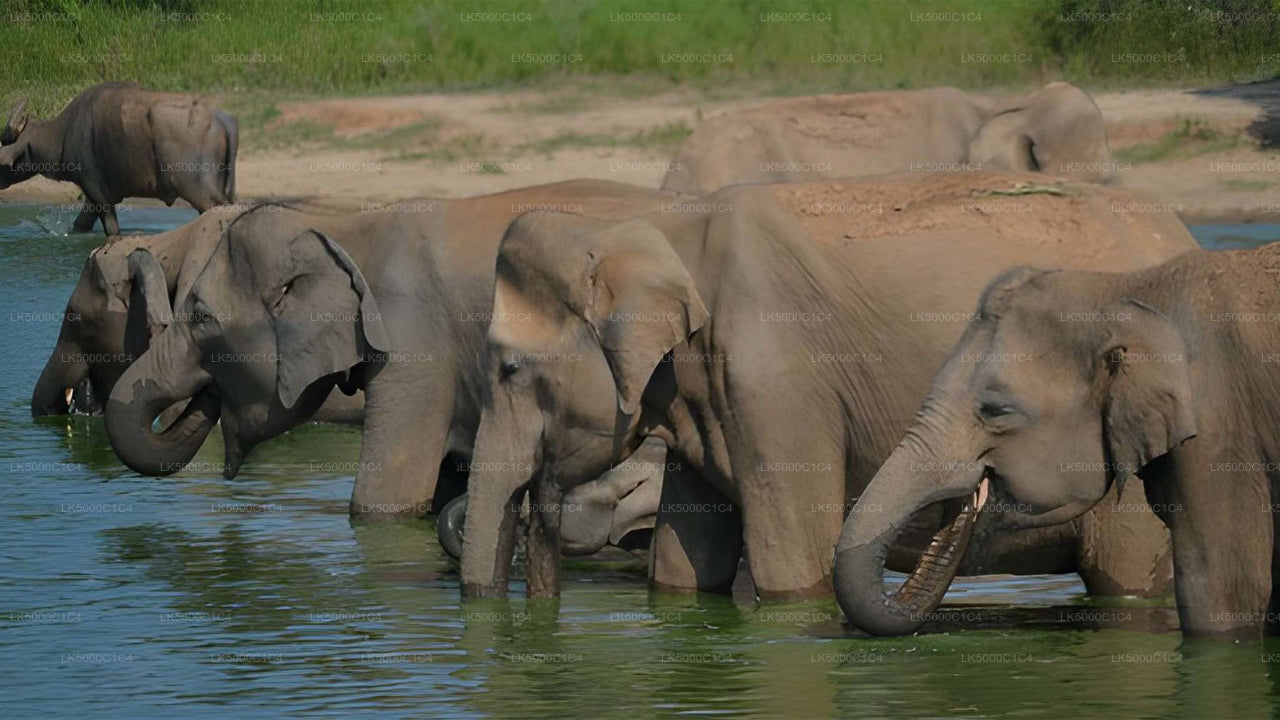 Private Tour von Ella nach Hiriketiya mit Udawalawe Safari