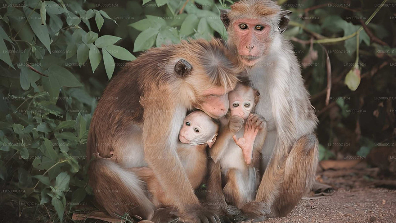 Private Tour von Ella nach Hiriketiya mit Udawalawe Safari