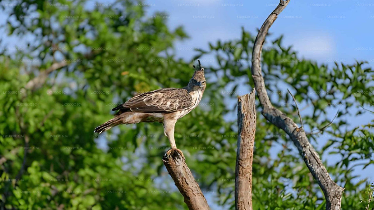 Private Tour von Ella nach Hiriketiya mit Udawalawe Safari