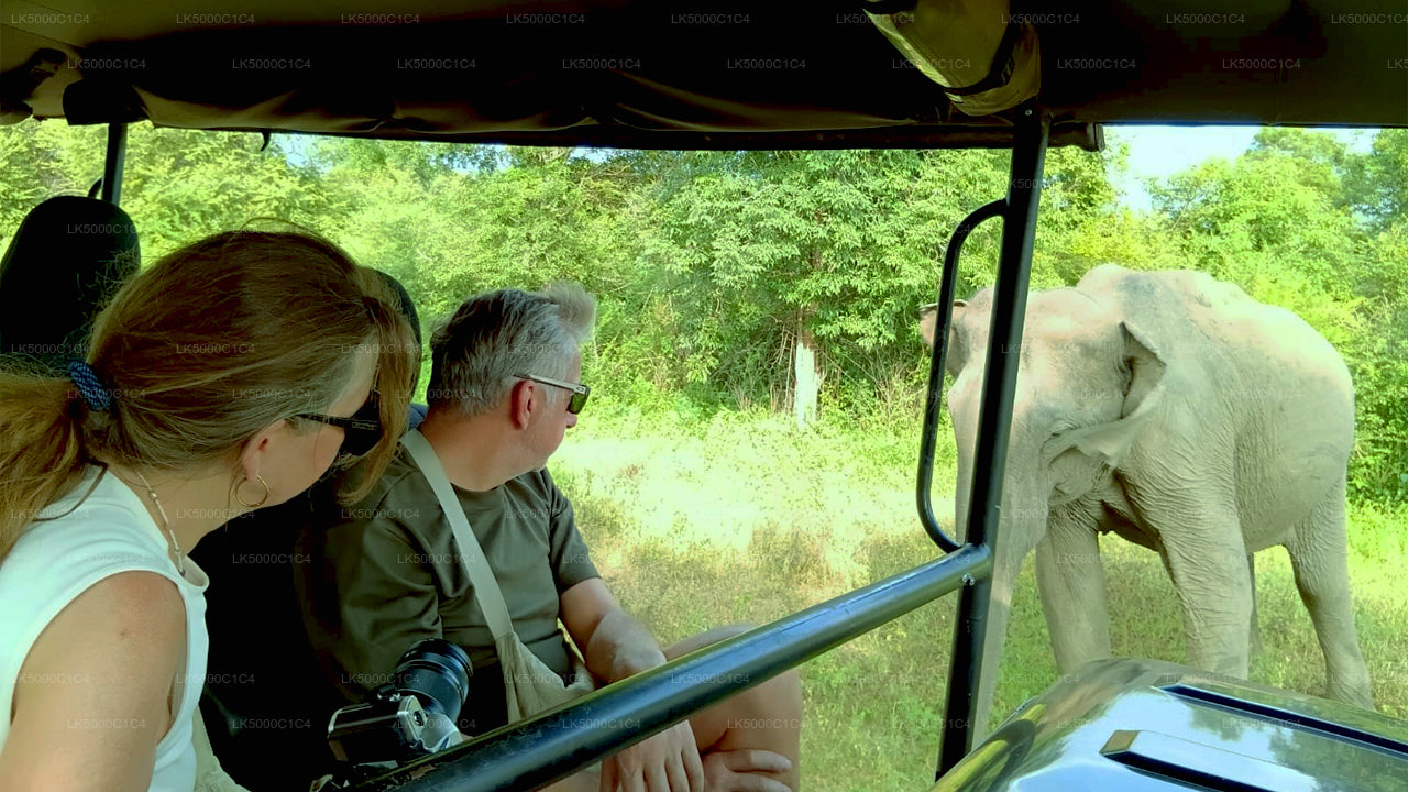 Private Tour von Ella nach Hiriketiya mit Udawalawe Safari