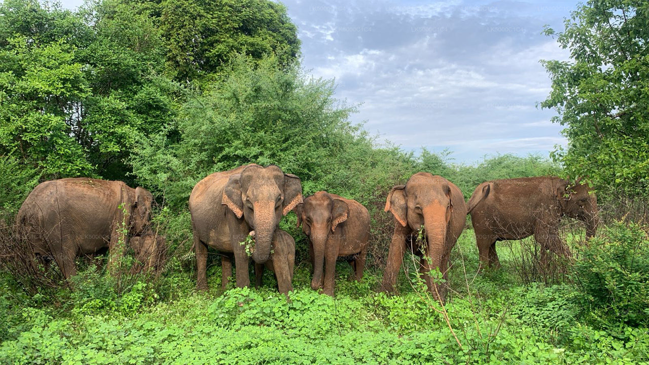 Private Tour von Ella nach Hiriketiya mit Udawalawe Safari