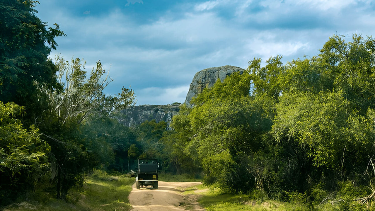 Ethische Safari im Yala-Nationalpark (Block 5)