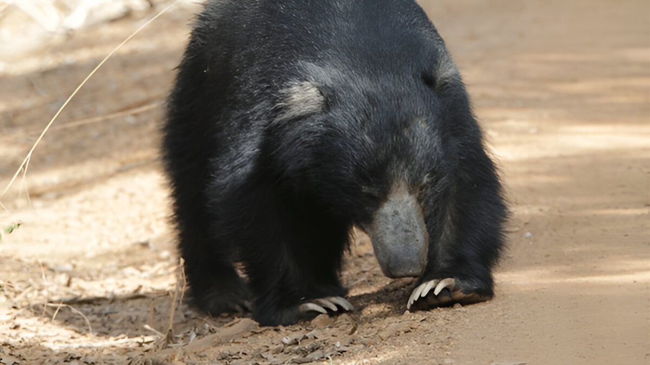 Ethische Safari im Yala-Nationalpark (Block 5)