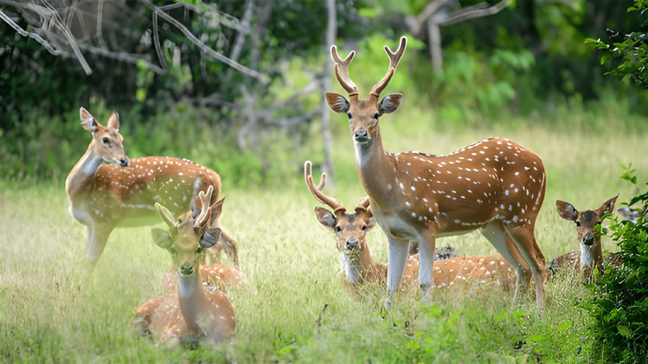Ethische Safari im Yala-Nationalpark (Block 5)