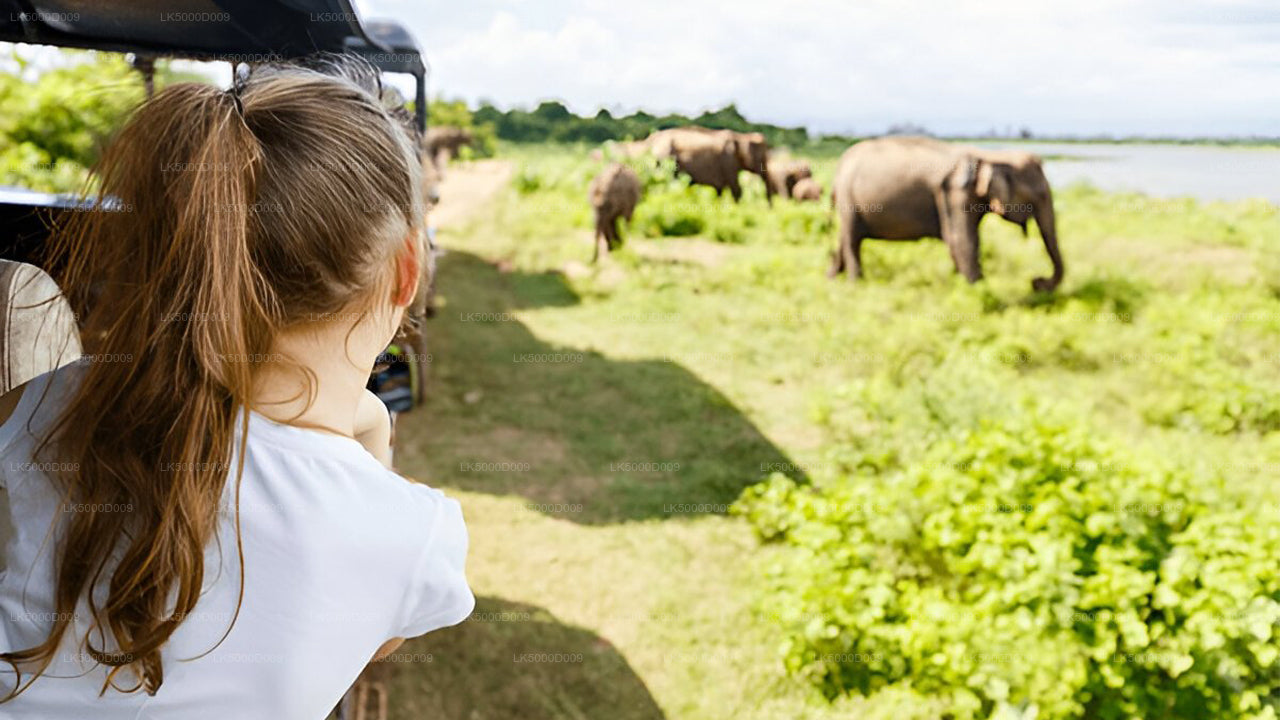 Private Tour von Galle nach Ella mit Udawalawe Safari