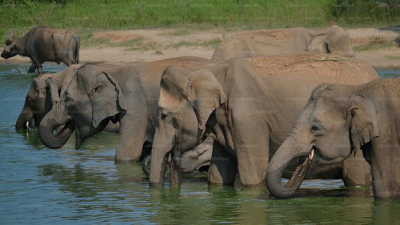 Private Tour von Galle nach Ella mit Udawalawe Safari