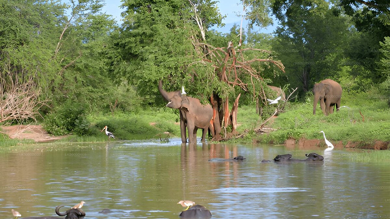 Private Tour von Galle nach Ella mit Udawalawe Safari