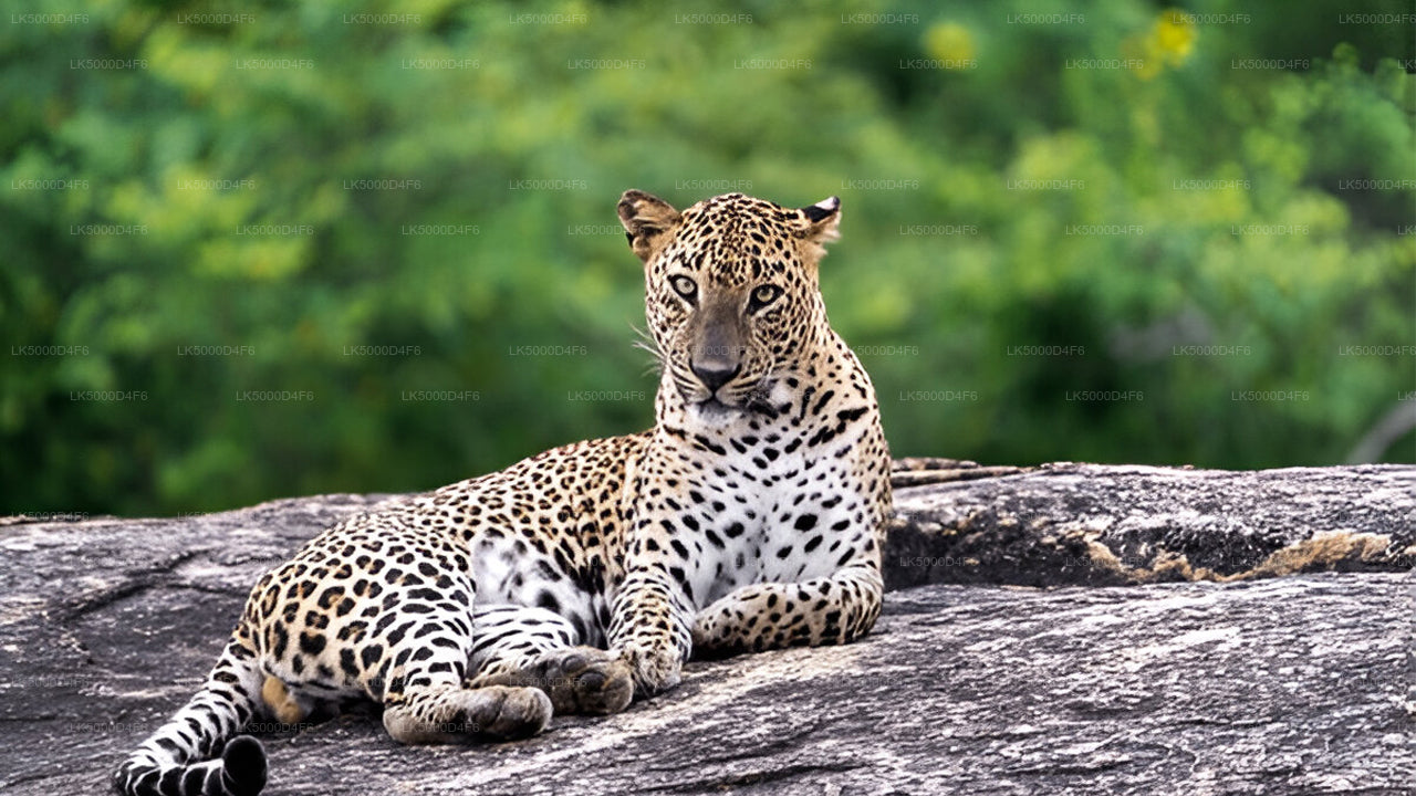 Private Tour von Unawatuna nach Ella mit Yala-Safari