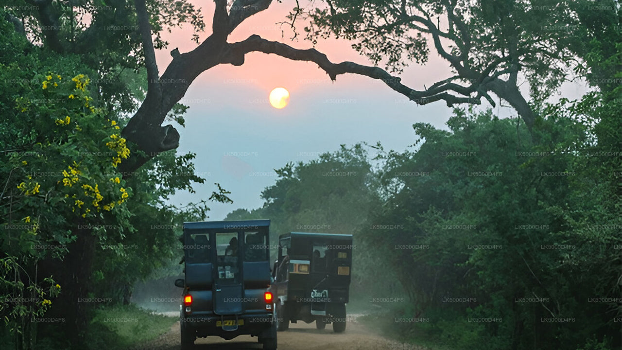 Private Tour von Unawatuna nach Ella mit Yala-Safari