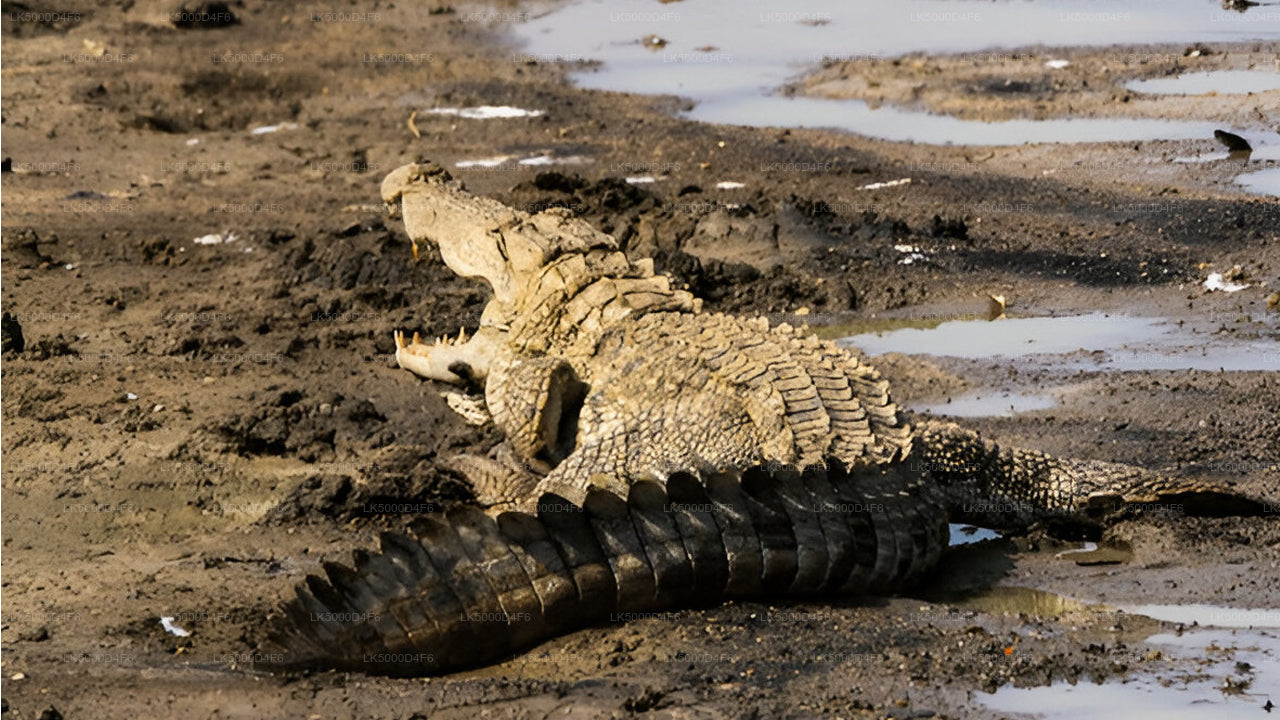 Private Tour von Unawatuna nach Ella mit Yala-Safari