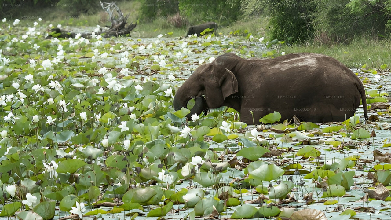 Private Tour von Unawatuna nach Ella mit Yala-Safari