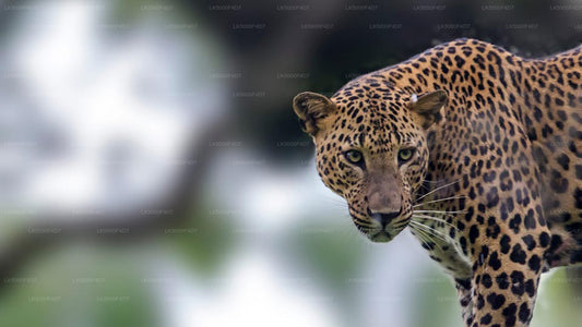 Private Tour von Ella nach Hiriketiya mit Yala-Safari