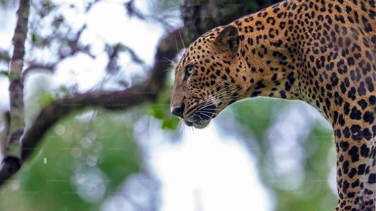 Private Tour von Ella nach Hiriketiya mit Yala-Safari