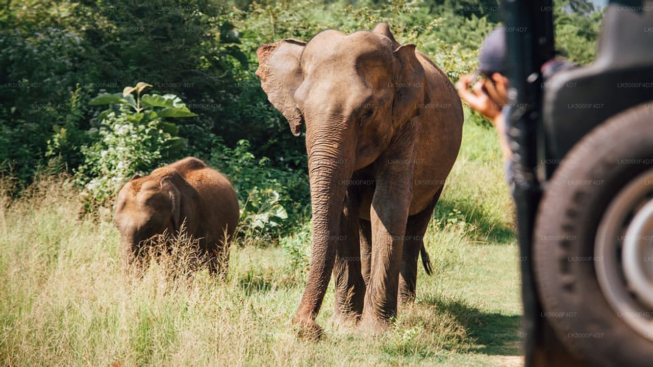 Private Tour von Ella nach Hiriketiya mit Yala-Safari