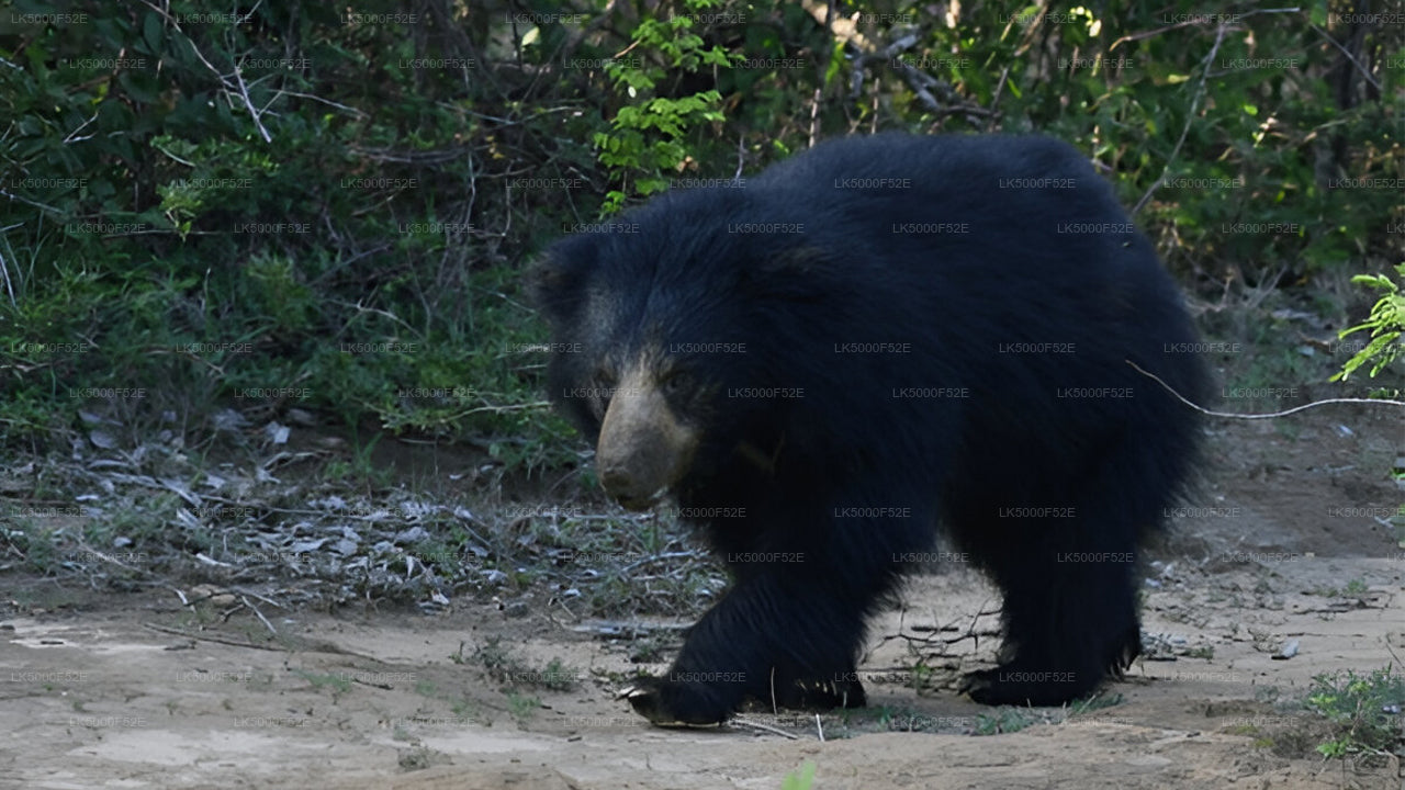 Private Tour von Ella nach Galle mit Yala-Safari