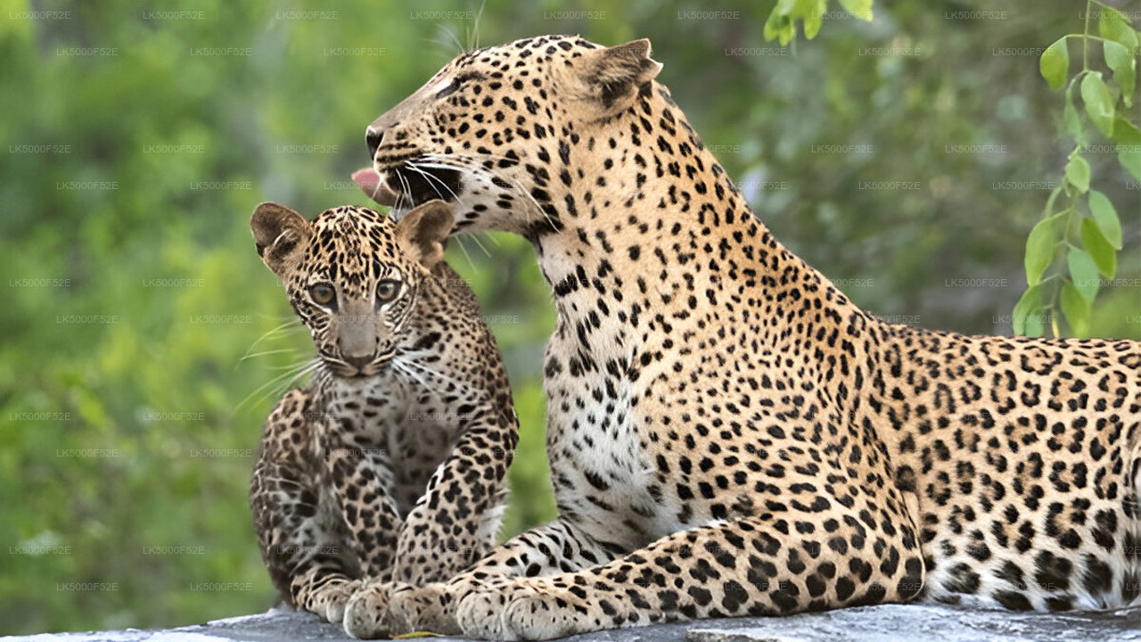 Private Tour von Ella nach Galle mit Yala-Safari