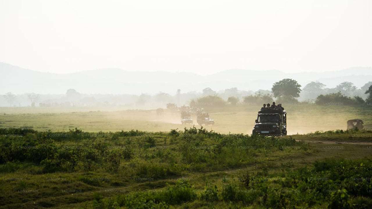 Private Tour von Ella nach Galle mit Yala-Safari