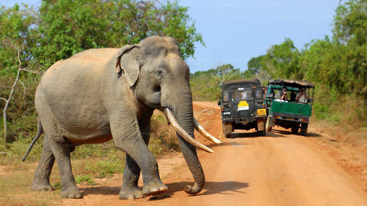 Wilpattu-Nationalpark-Safari ab Kandy
