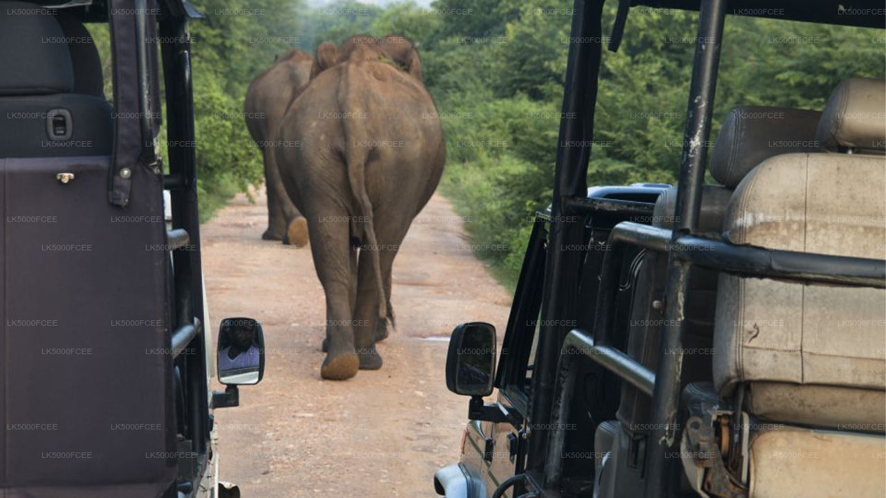 Wilpattu-Nationalpark-Safari ab Kandy