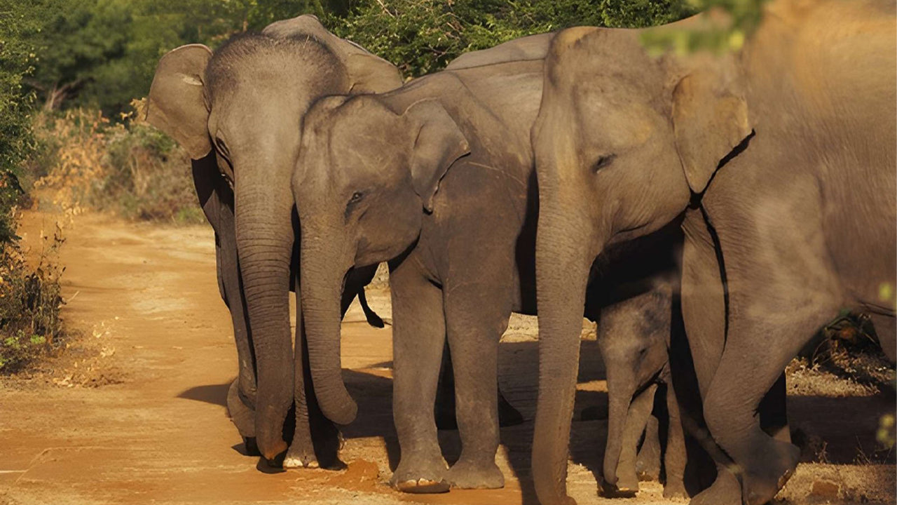 Private Safari im Udawalawe-Nationalpark mit Naturforscher
