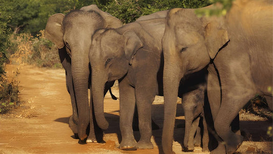 Private Safari im Udawalawe-Nationalpark mit Naturforscher
