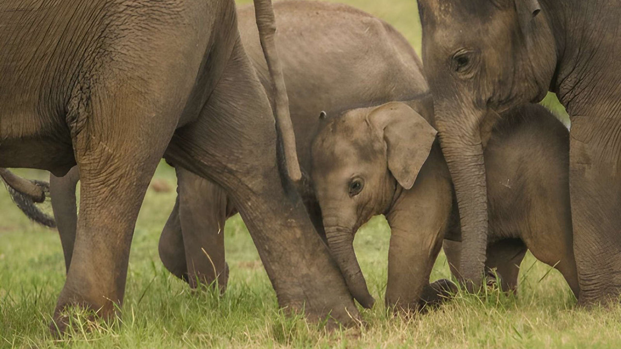 Private Safari im Udawalawe-Nationalpark mit Naturforscher