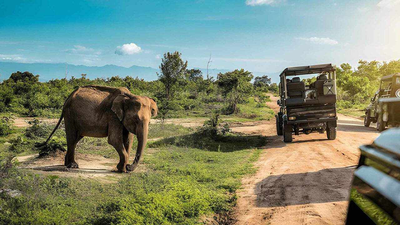 Private Safari im Udawalawe-Nationalpark mit Naturforscher