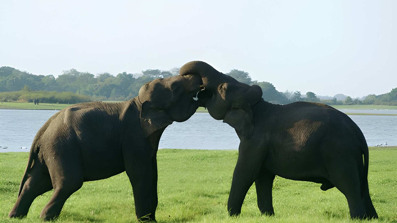 Private Safari im Udawalawe-Nationalpark mit Naturforscher