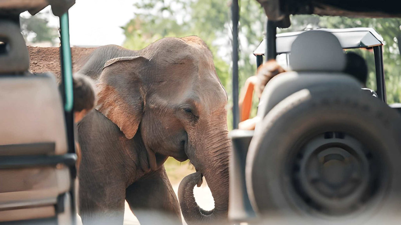Private Safari im Udawalawe-Nationalpark mit Naturforscher
