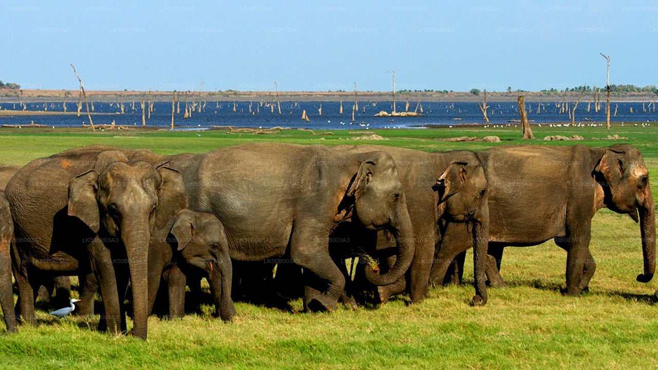 Private Safari im Minneriya-Nationalpark