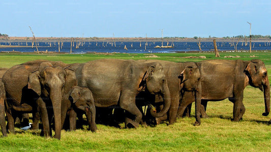 Private Safari im Minneriya-Nationalpark