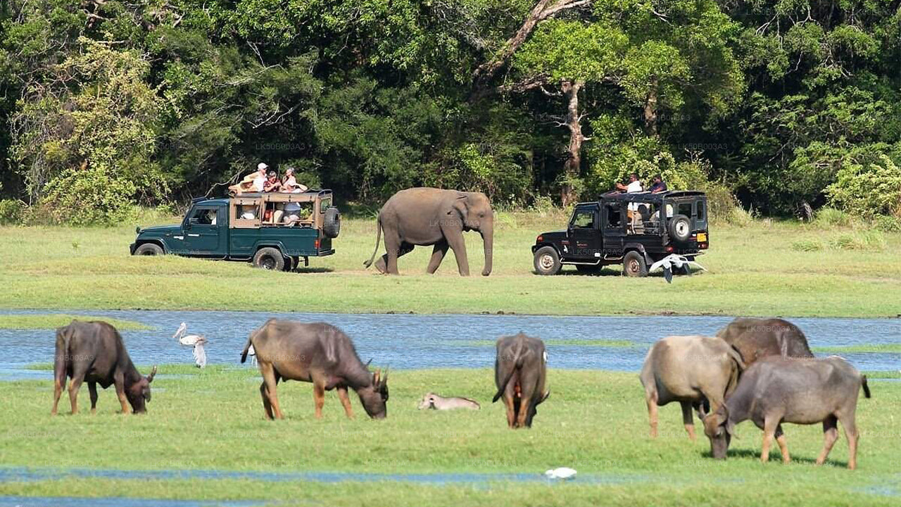 Private Safari im Minneriya-Nationalpark