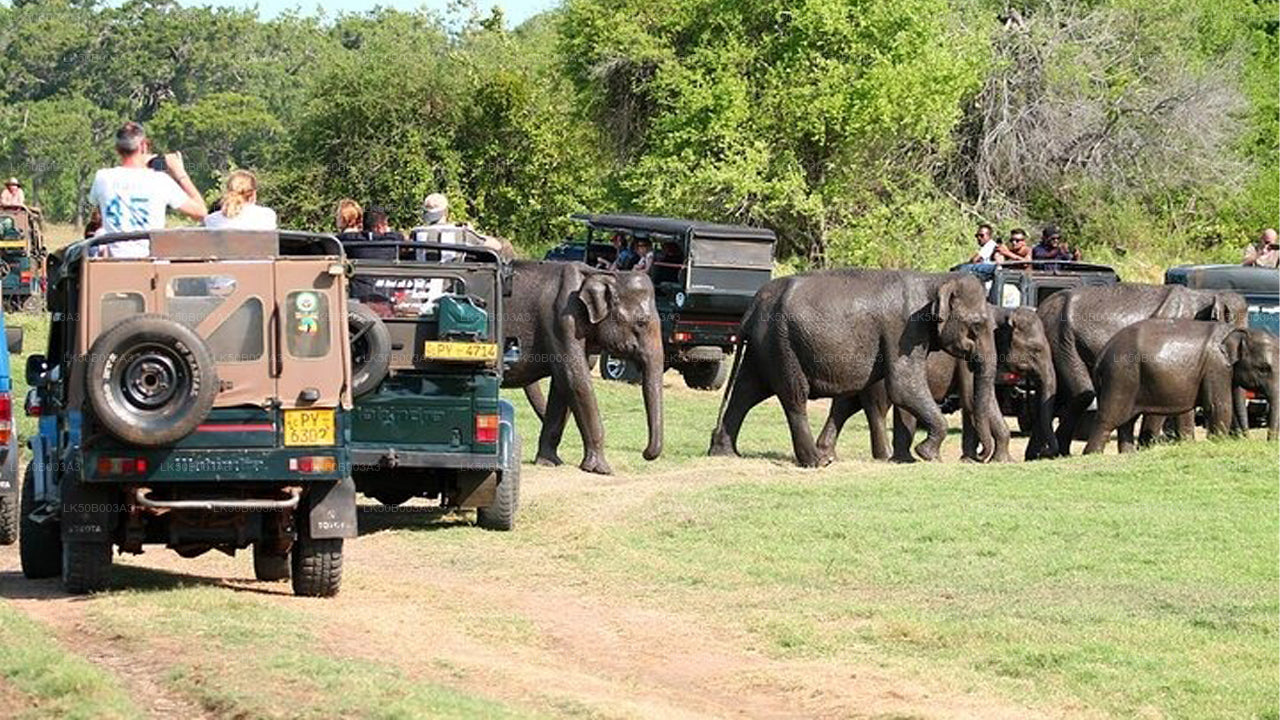 Private Safari im Minneriya-Nationalpark