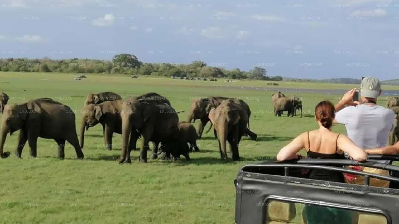 Private Safari im Minneriya-Nationalpark