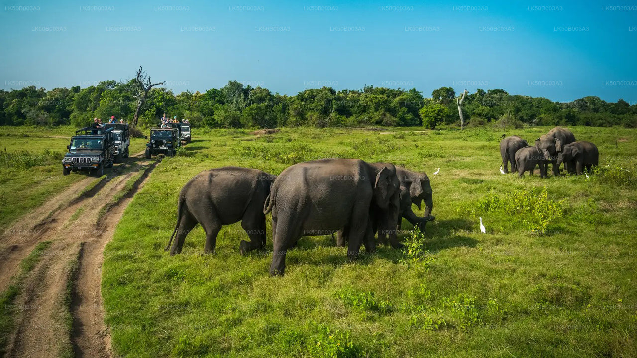 Private Safari im Minneriya-Nationalpark
