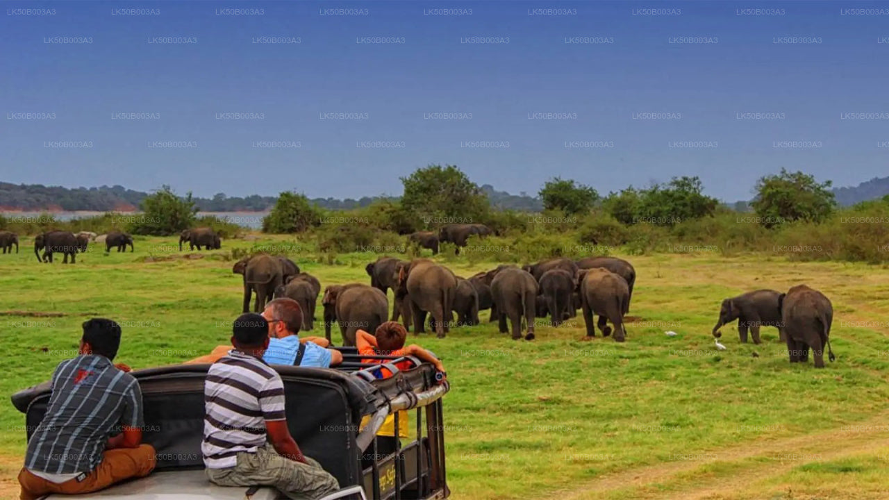 Private Safari im Minneriya-Nationalpark