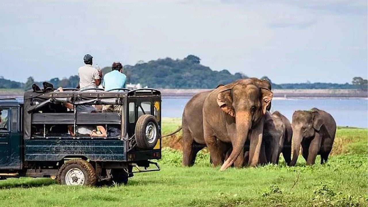 Private Safari im Minneriya-Nationalpark