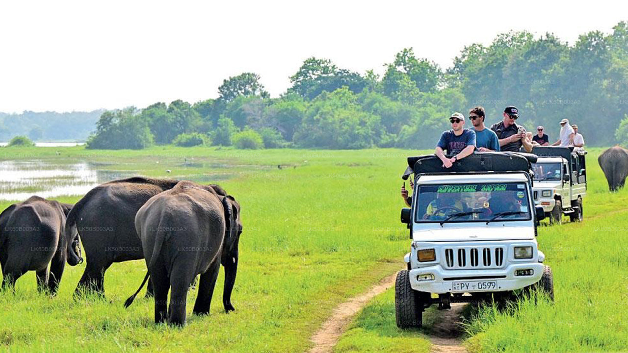Private Safari im Minneriya-Nationalpark