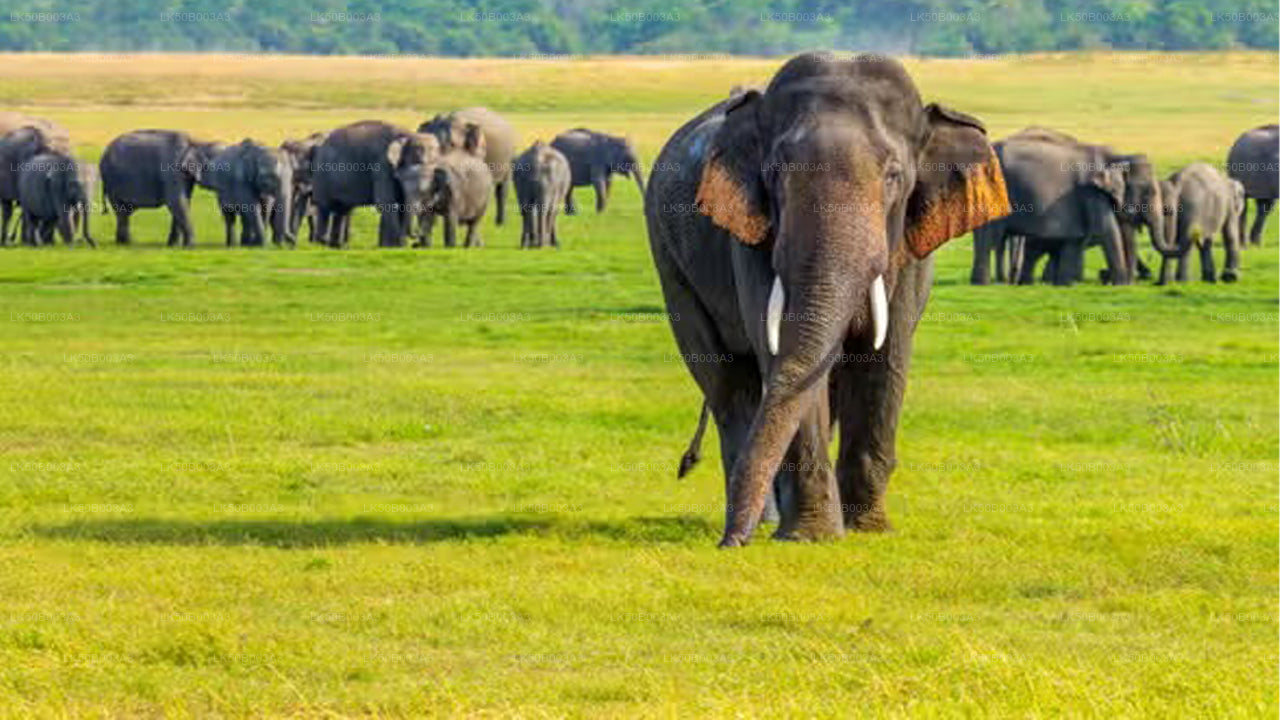 Private Safari im Minneriya-Nationalpark